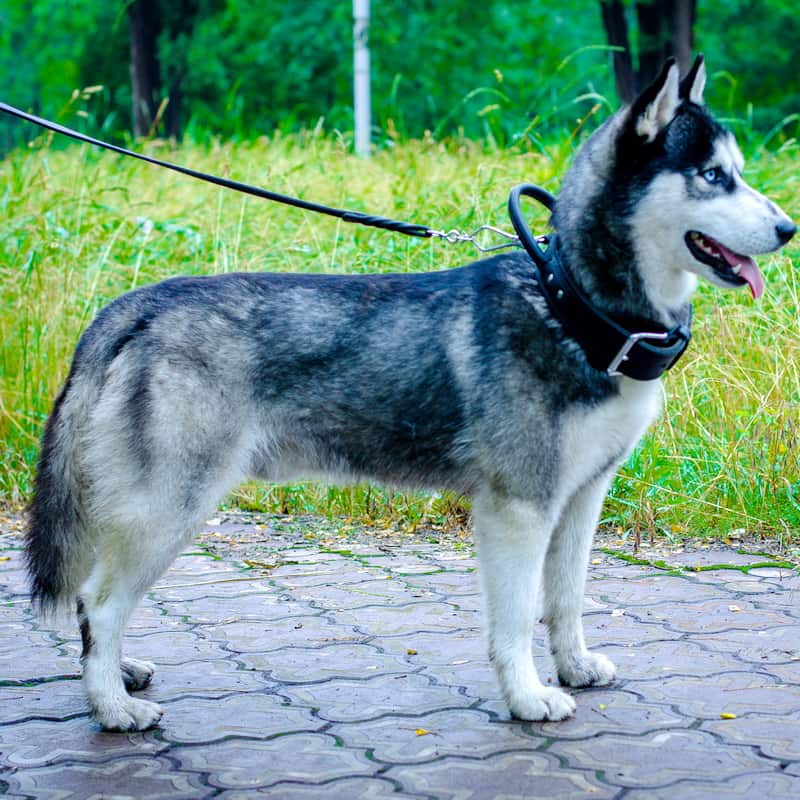 Черный кожаный поводок для хаски «Amazing stroll» карабин HS